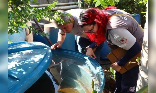 Arapongas registra 613 casos confirmados de dengue e um de chikungunya