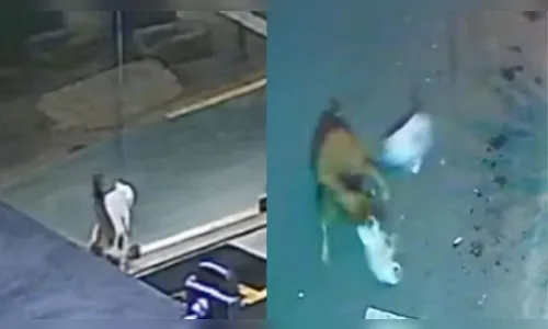 Vídeo mostra gato enfrentando cachorro para salvar gata; assista