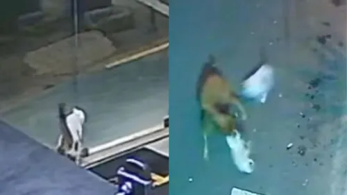 Taurinho enfrentou um cachorro de grande porte para salvar companheira Docinho
