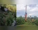 Raios matam gado e derruba peroba de mais de 80 anos em Jardim Alegre