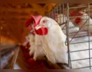 Brasil se declara país livre da gripe aviária