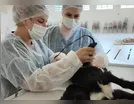 Castramóvel da Amuvi atende mais de 170 animais em Jandaia do Sul