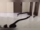 Cobras são soltas em prédio após revolta por latidos de cão; vídeo