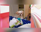 Você viu o Chico? Ajude a encontrá-lo