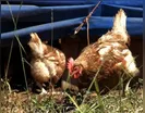 Morador flagra vizinho preparando frango caipira furtado e chama PM