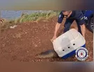 Ratão-do-banhado é resgatado de residência em Arapongas; vídeo