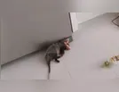 Animal embriagado