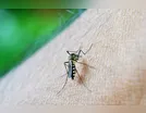 Boletim semanal: Arapongas confirma mais de 1300 casos de dengue