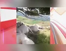 Raio mata 15 bois durante temporal em fazenda de Lunardelli