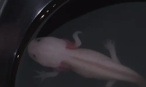 Anfíbio ameaçado de extinção famoso no Minecraft é apreendido no PR