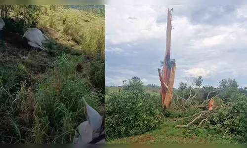 Raios matam gado e derruba peroba de mais de 80 anos em Jardim Alegre