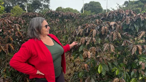 A produtora rural Maria Avelaneda Kazial relata prejuízos em cafezais