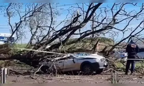 Homem que morreu atingido por árvore tentou frear o carro