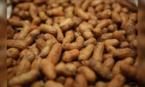 Amendoim é cultivado em 200 municípios do Paraná