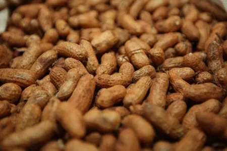 Amendoim é cultivado em 200 municípios do Paraná