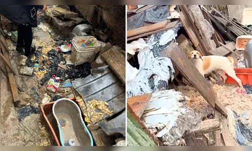 Homem é preso por manter 37 cães em meio a lixo e fezes no PR