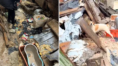 Animais estavam em situação de maus-tratos