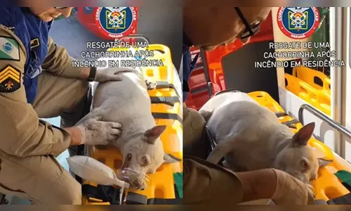 Bombeiros salvam cadela de incêndio no PR; tutor também é socorrido