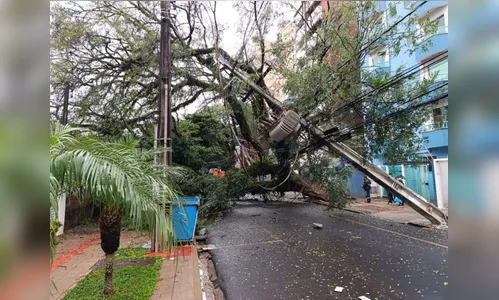 Temporal derruba árvore de grande porte em Maringá