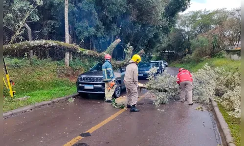 Homem escapa de árvore que caiu em cima de carro no Paraná