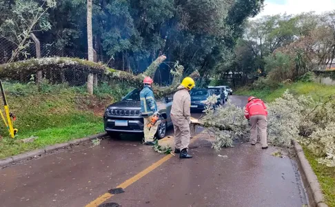 Árvore caiu em veículo na capital paranaense