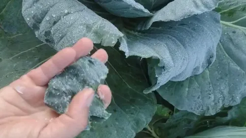 As temperaturas despencaram chegando à 3º C