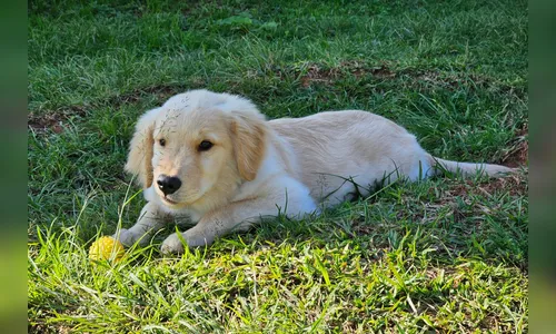 Conheça projeto de terapia com cães da PMPR para crianças autistas