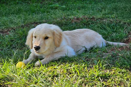 Balu, um filhote de quatro meses da raça Golden Retriever