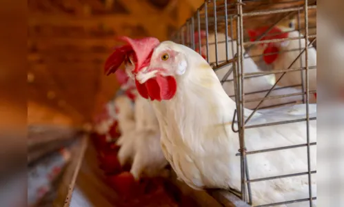 Brasil se declara país livre da gripe aviária