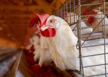 Brasil se declara país livre da gripe aviária