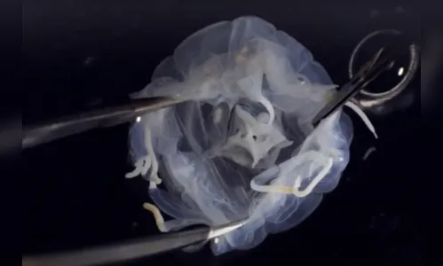 Criatura com 24 olhos é encontrada em lago