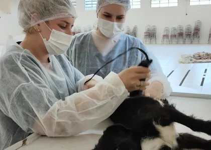 Cães e gatos foram castrados