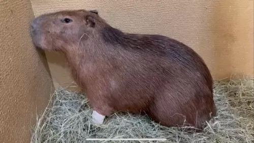 Capivara foi solta na natureza