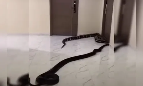 Cobras são soltas em prédio após revolta por latidos de cão; vídeo