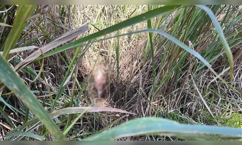 Corpo de mulher em decomposição é encontrado em Londrina