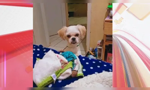 Você viu o Chico? Ajude a encontrá-lo