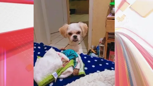 Ele é dócil e não tinha o costume de sair de casa