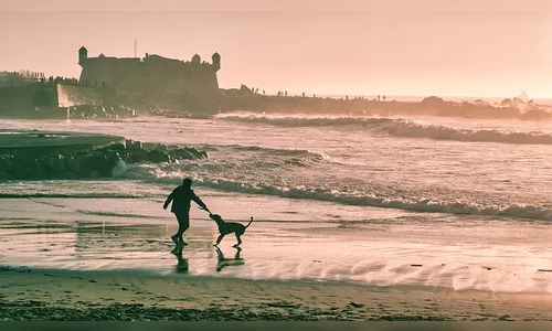 Benjamin Button e a curta vida dos cães