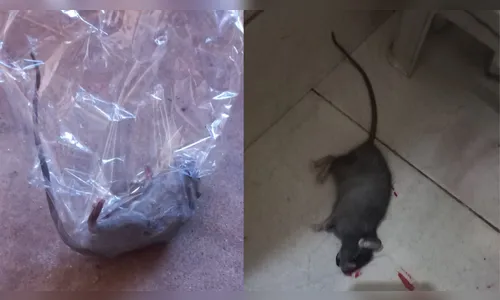Moradora denuncia infestação de ratos no Pirapó em Apucarana