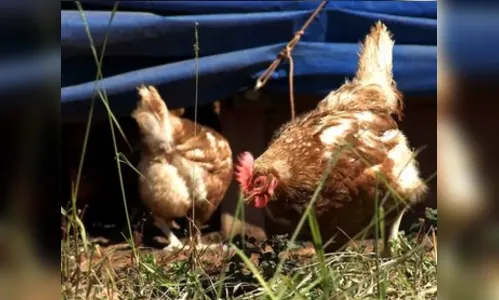 Morador flagra vizinho preparando frango caipira furtado e chama PM