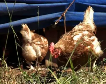 Frango teria sido furtado da propriedade do morador de Mauá da Serra