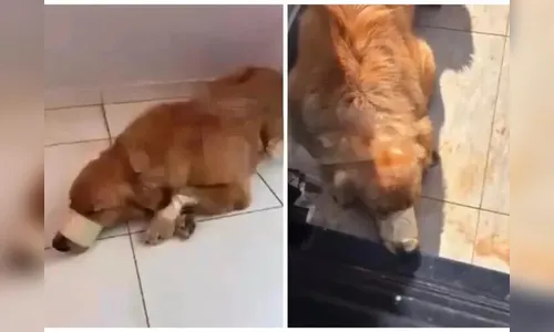 Golden Retriever é flagrado com boca amarrada e sendo agredido no PR