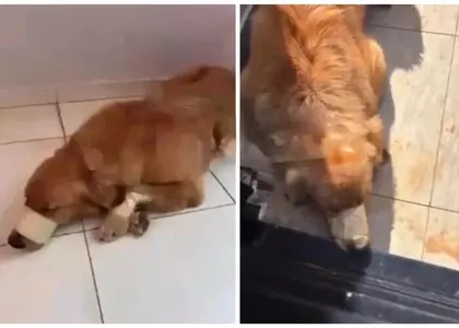 Golden Retriever agredido