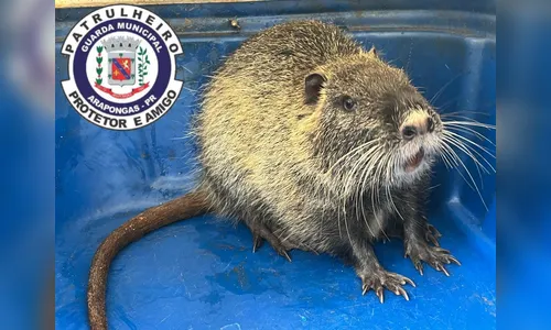 Guarda Municipal captura Ratão-do-Banhado em residência em Arapongas