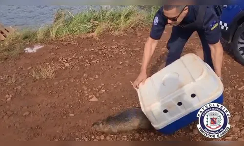 Ratão-do-banhado é resgatado de residência em Arapongas; vídeo