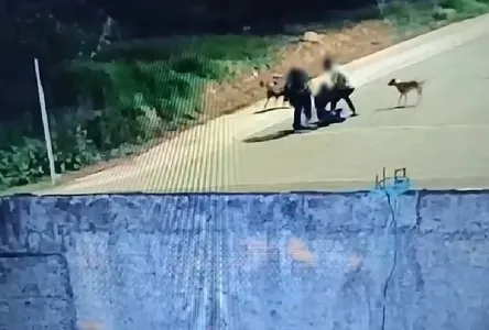 Homem morre após levar 13 facadas no Paraná; vídeo