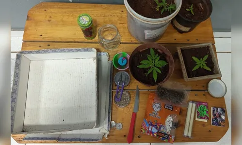Mãe tem surto psicótico após consumir maconha fornecida pelo filho