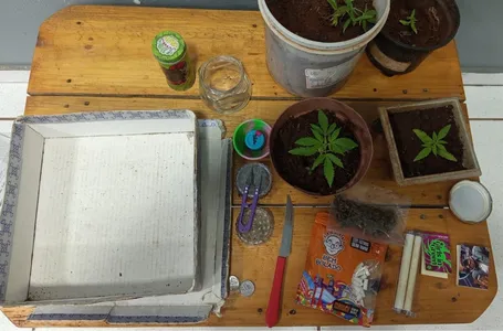 Mãe tem surto psicótico após consumir maconha fornecida pelo filho