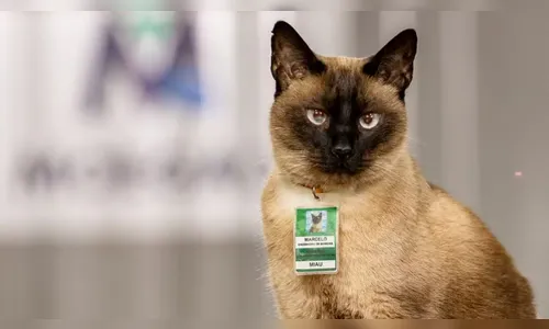 Gato adotado por trabalhadores de obra vira 