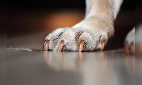 Homem é atacado por cachorro e aciona a PM em Cambira